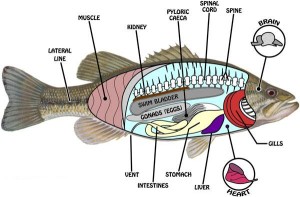 Fish-Anatomy
