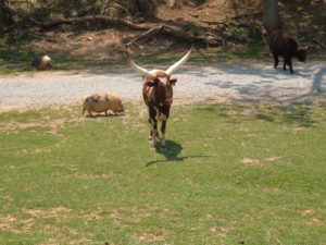 Safari park-Brown's family field trip