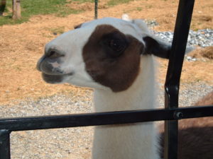 Safari park-Browns family field trip