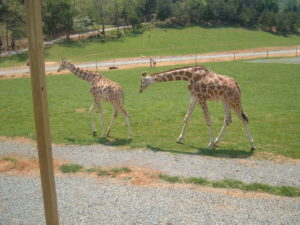 safari park-browns family field trip