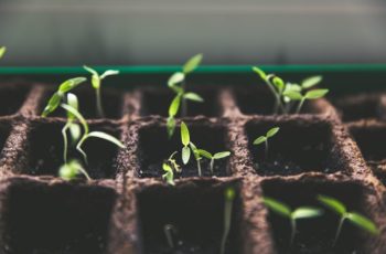 baby plants in soil