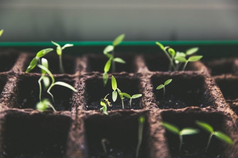 baby plants in soil