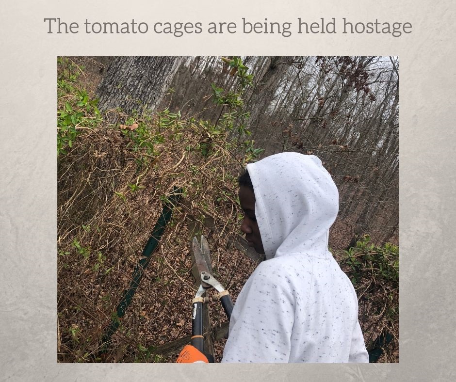 kid cutting vines in garden 