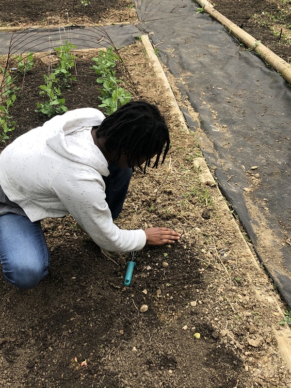 Girl planting seeds in garden
