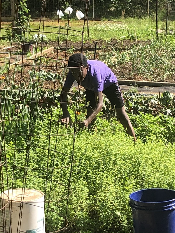 Boy harvesting fresh mint