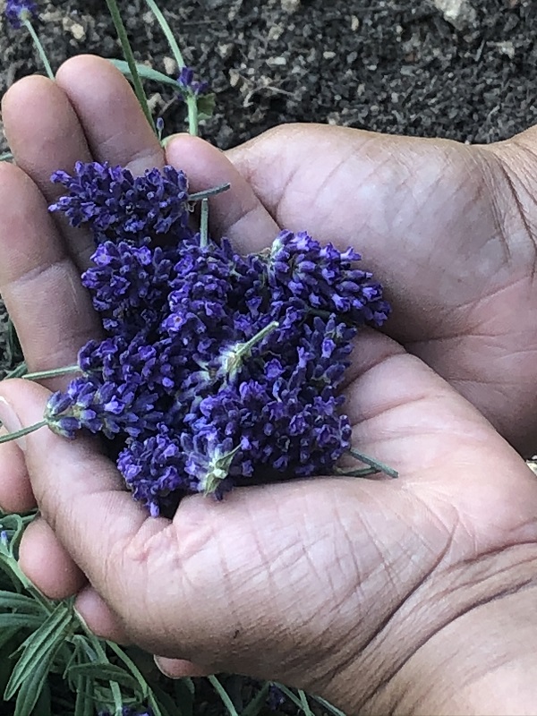 Hands filled with lavender buds
