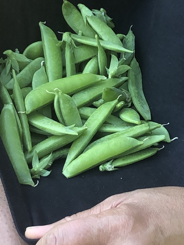 fresh sweet peas from garden