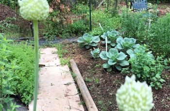 Garlic in a Garden