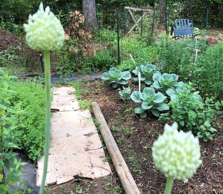 Garlic in a Garden
