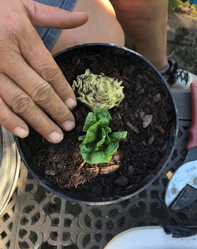 Lettuce planted in a pot
