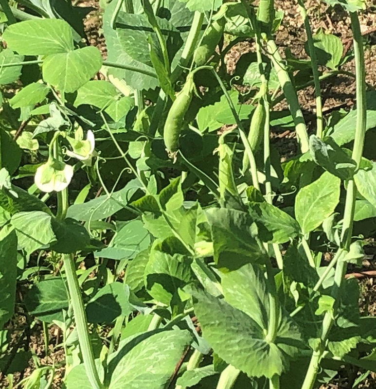 sweet peas in garden