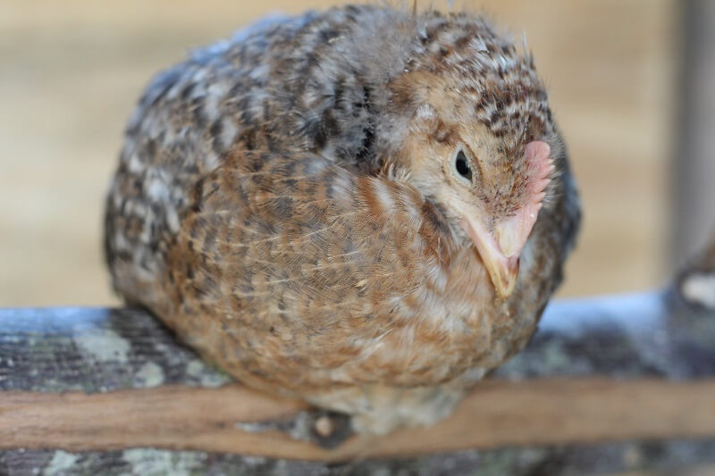 raising backyard chickens